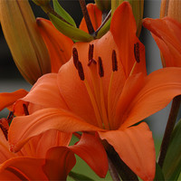 Buy canvas prints of Lilies to touch by Joe Richardson