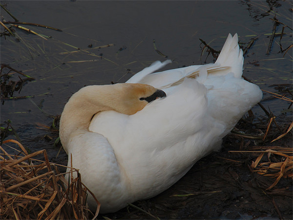 Sleeping Swan Picture Board by Peter Elliott 