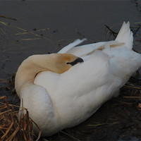 Buy canvas prints of Sleeping Swan by Peter Elliott 
