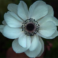 Buy canvas prints of White anemone coronoria by Peter Elliott 