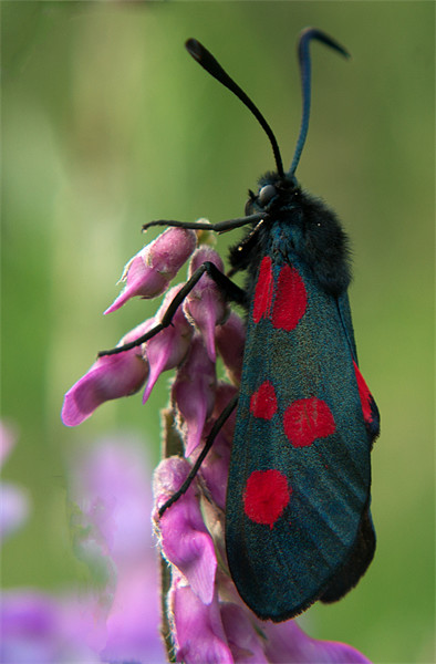 Six Spotted Burnett Moth Picture Board by Peter Elliott 