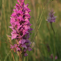 Buy canvas prints of Wild Orchid by Peter Elliott 
