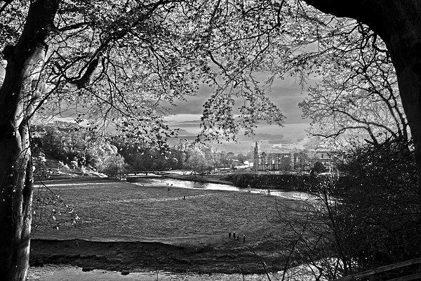  River Wharfe at Bolton Abbey Picture Board by Peter Elliott 