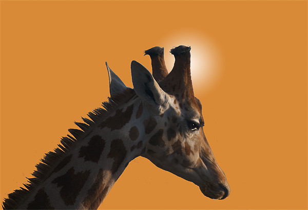 Giraffe on orange background Picture Board by Peter Elliott 