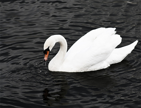Swan Lake Picture Board by Peter Elliott 