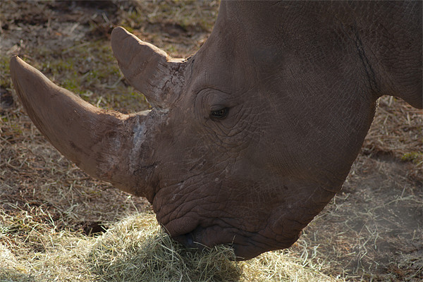 Rhino Horn Picture Board by Peter Elliott 