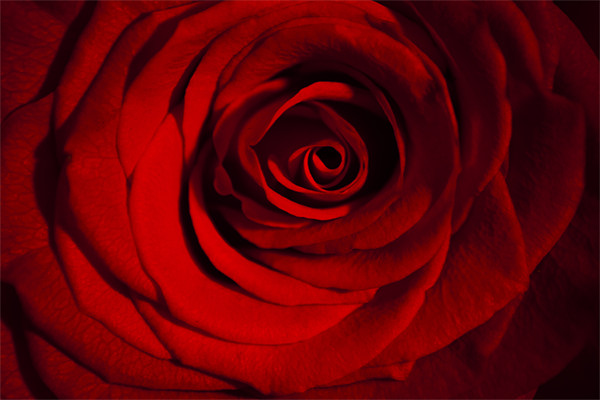 Roses are Red Picture Board by Peter Elliott 