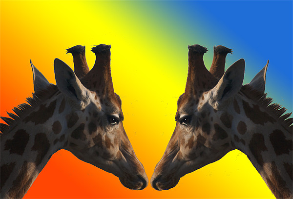 Giraffes Picture Board by Peter Elliott 