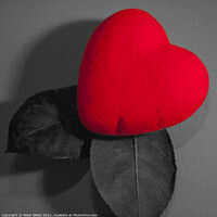 Buy canvas prints of Heart and Leaves by Peter Elliott 