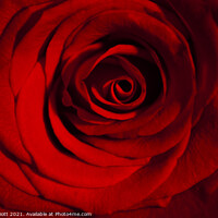 Buy canvas prints of Red Rose by Peter Elliott 