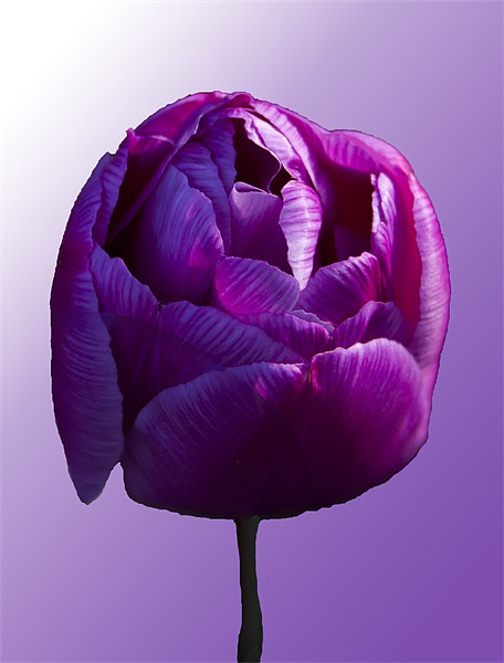 Purple Tulip on graduated background Picture Board by Peter Elliott 