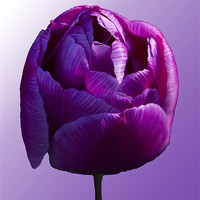 Buy canvas prints of Purple Tulip on graduated background by Peter Elliott 