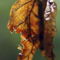 Buy canvas prints of  Weathered Leaves by Thomas Mudge