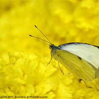 Buy canvas prints of Cabbage White.. by Donna Collett