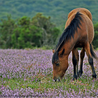 Buy canvas prints of Pony in the Heather by Donna Collett