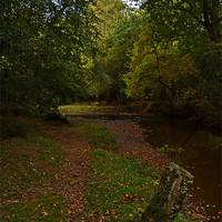 Buy canvas prints of Autumnal New Forest Stream by Donna Collett