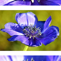 Buy canvas prints of Anenome by Donna Collett