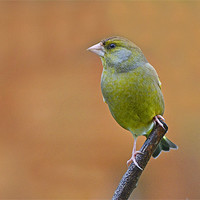 Buy canvas prints of Greenfinch by Donna Collett