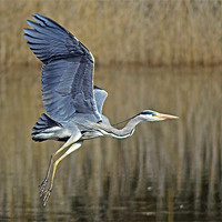 Buy canvas prints of Heron In Flight by Donna Collett