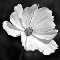 Buy canvas prints of B&W Cosmos by Donna Collett