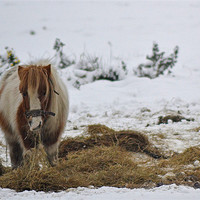Buy canvas prints of Shetland Pony by Donna Collett