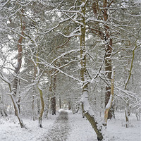 Buy canvas prints of A winters walk by Donna Collett