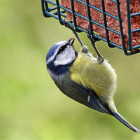 Buy canvas prints of Feeding Tit by Donna Collett