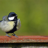 Buy canvas prints of Great Tit by Donna Collett