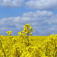 Buy canvas prints of Rape Seed Flowers by Donna Collett
