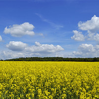 Buy canvas prints of Field of Golden Rape seed by Donna Collett