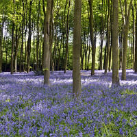 Buy canvas prints of A Carpet of Bluebells by Donna Collett