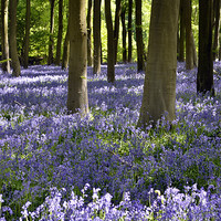 Buy canvas prints of Bluebells by Donna Collett