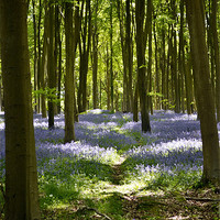 Buy canvas prints of Bluebell woods by Donna Collett