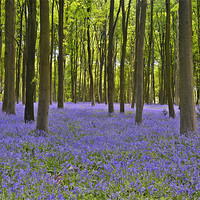 Buy canvas prints of Blanket of BlueBells by Donna Collett
