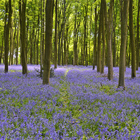 Buy canvas prints of Bluebell woodlands by Donna Collett