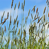 Buy canvas prints of Grass in the Breeze by Donna Collett