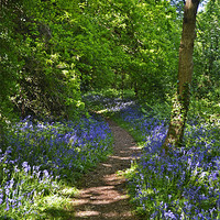 Buy canvas prints of Woodland Pathway by Donna Collett