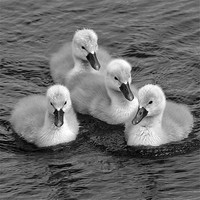 Buy canvas prints of cygnets in mono by Donna Collett