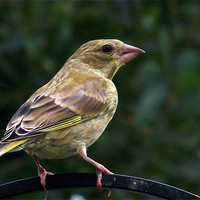 Buy canvas prints of Young Greenfinch by Donna Collett