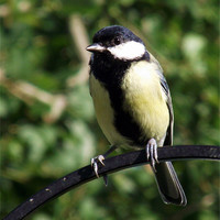 Buy canvas prints of Great Tit by Donna Collett