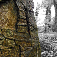 Buy canvas prints of Bark Texture by Donna Collett