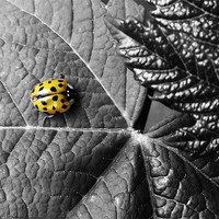 Buy canvas prints of Harlequin Ladybird - Colour Highlight by Donna Collett