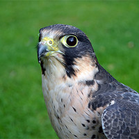 Buy canvas prints of Peregrine/Lanner Falcon by Donna Collett