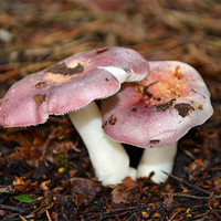 Buy canvas prints of Pink Persicina Fungi by Donna Collett