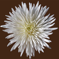 Buy canvas prints of Bloom Chrysanthemum by Donna Collett