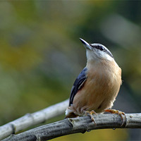 Buy canvas prints of Red Breasted Nuthatch by Donna Collett