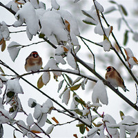 Buy canvas prints of Winter Goldfinches by Donna Collett