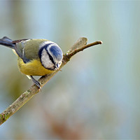 Buy canvas prints of Bluetit in winter by Donna Collett