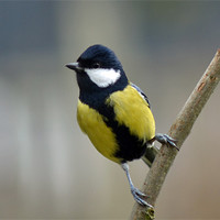 Buy canvas prints of A Great Tit by Donna Collett