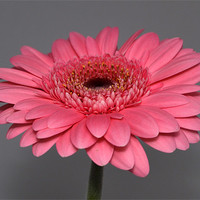 Buy canvas prints of Pink Gerbera by Donna Collett